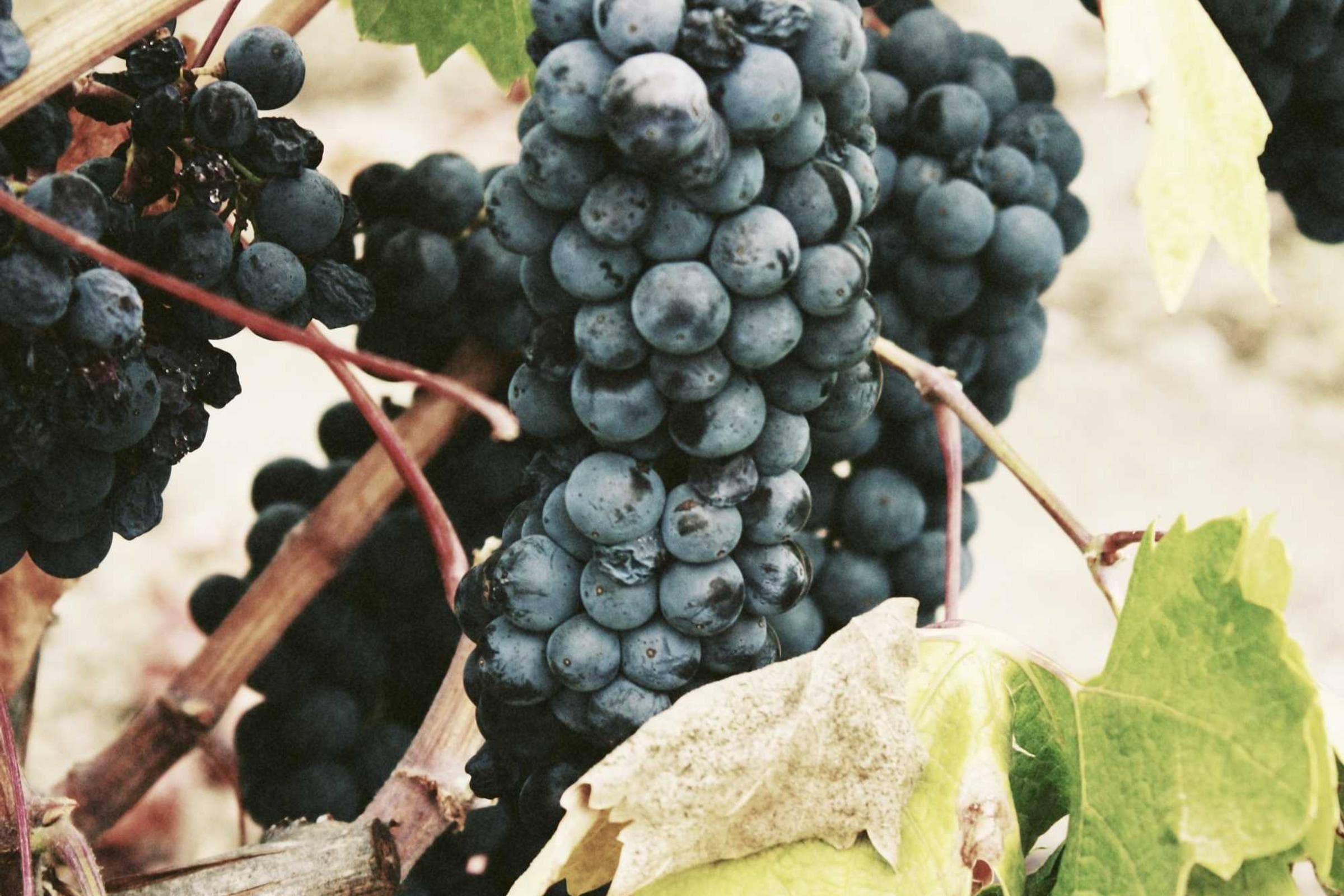 Ring exchange moment